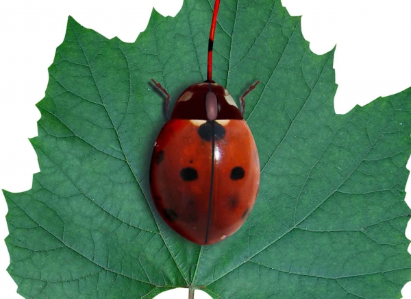 Creation of ladybug: Step 5